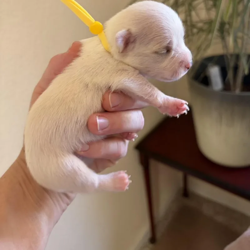 A baby small-sized male White / Cream Chihuahua dog named Dill for adoption in Sacramento, CA