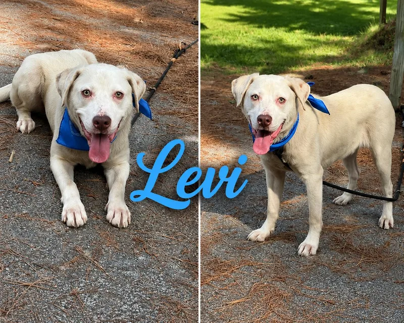 A young medium-sized male Labrador Retriever dog named Levi for adoption in Shillington, PA