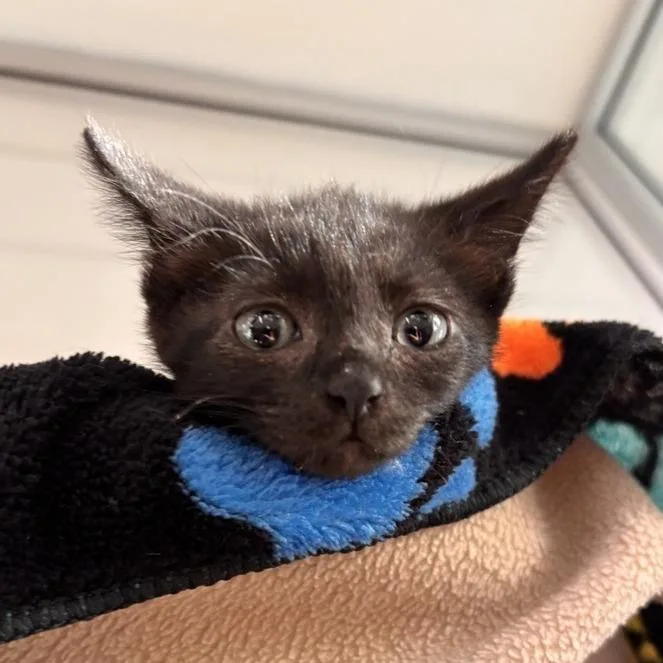 A baby small-sized male Black Domestic Short Hair cat named Joffrey for adoption in Phoenix, AZ