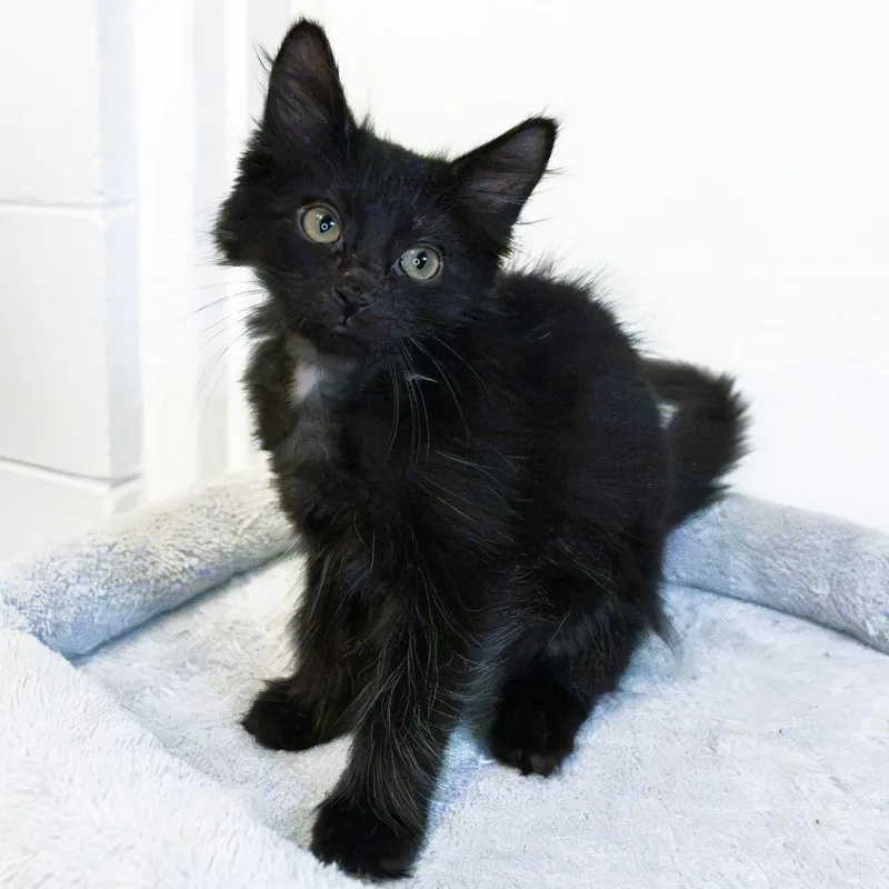 A baby small-sized male Black Domestic Long Hair cat named Cinnamon Twist for adoption in South Elgin, IL