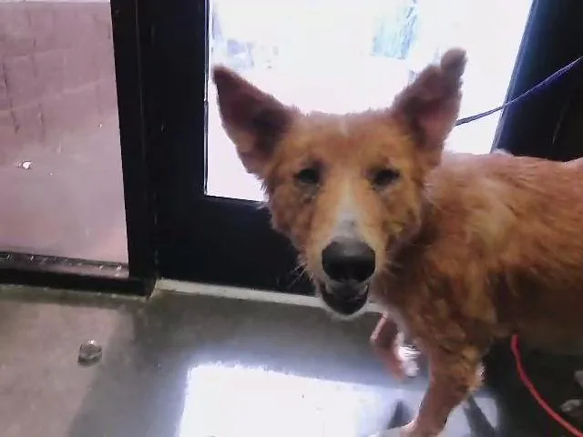 A young large-sized female German Shepherd Dog dog named Fox for adoption in Tulsa, OK
