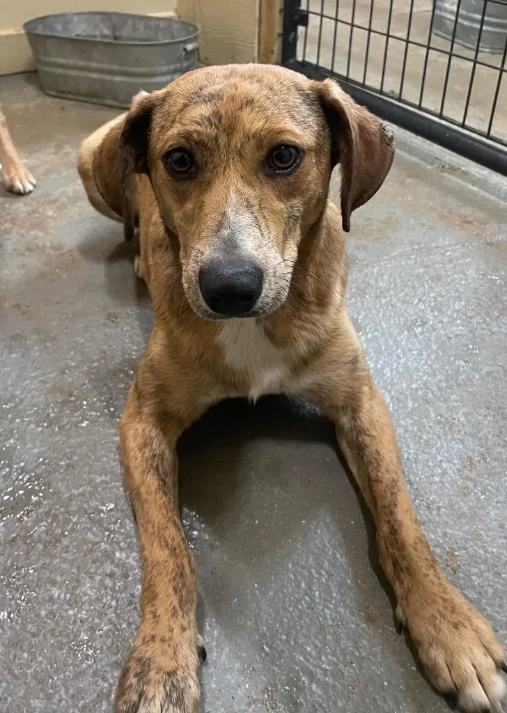 A young medium-sized male Apricot / Beige Hound dog named Curley for adoption in Ruston, LA