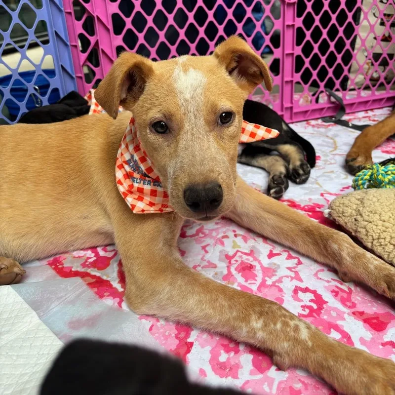 A baby small-sized male White / Cream Labrador Retriever dog named Yogi for adoption in Cedar Creek, TX