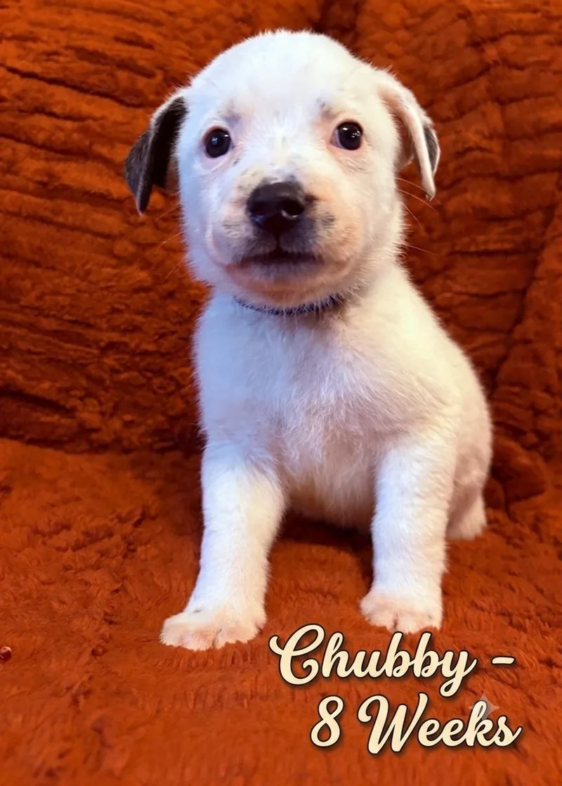 Chubby thumbnail 3
