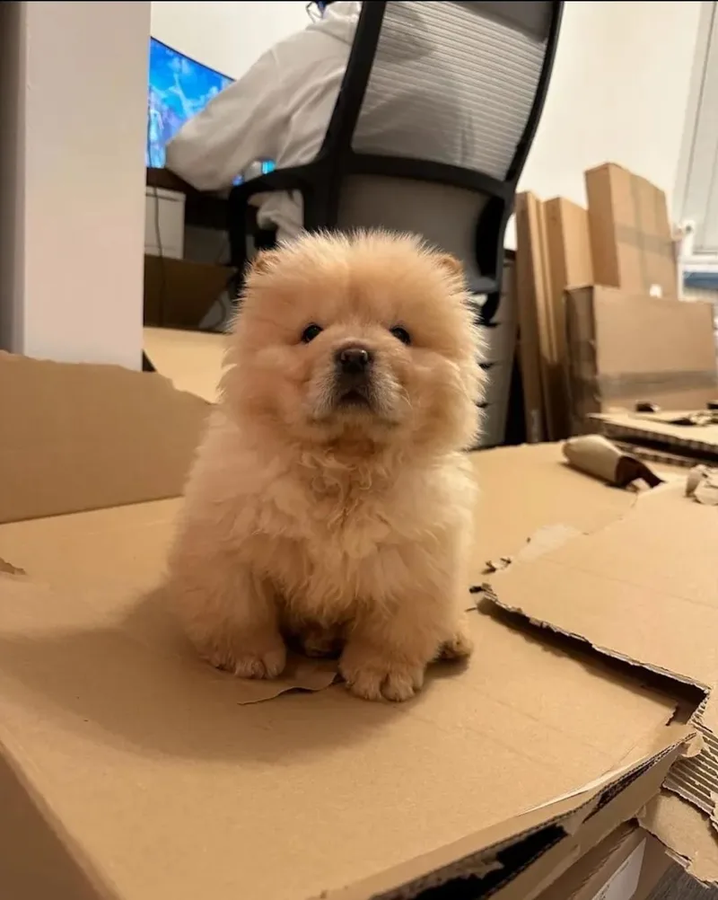 A young medium-sized female Chow Chow dog named Mel for adoption in Newmanstown, PA