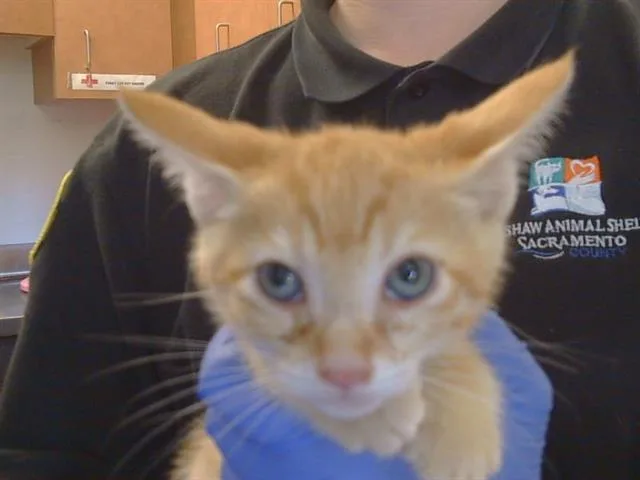 A baby small-sized male Domestic Short Hair cat named Enzo for adoption in Sacramento, CA