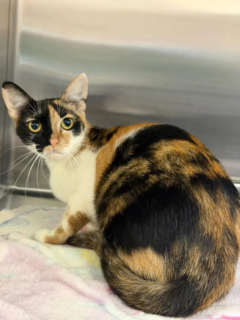 A young medium-sized female Calico Domestic Short Hair cat named Tulip for adoption in Columbus, NE