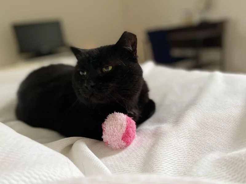 A senior large-sized male Black Domestic Short Hair cat named Chubby Cheeks AKA Gobbi for adoption in Fairfax, VA