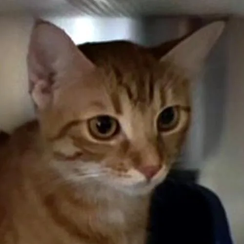 An adult medium-sized female Tabby (Orange / Red) Domestic Short Hair cat named Mrs. Waffles for adoption in Crystal Lake, IL