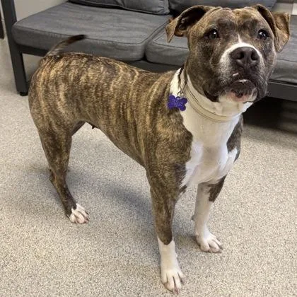 Meloetta thumbnail 2