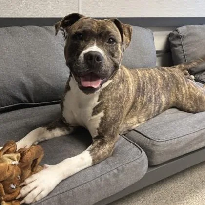 Meloetta thumbnail 3