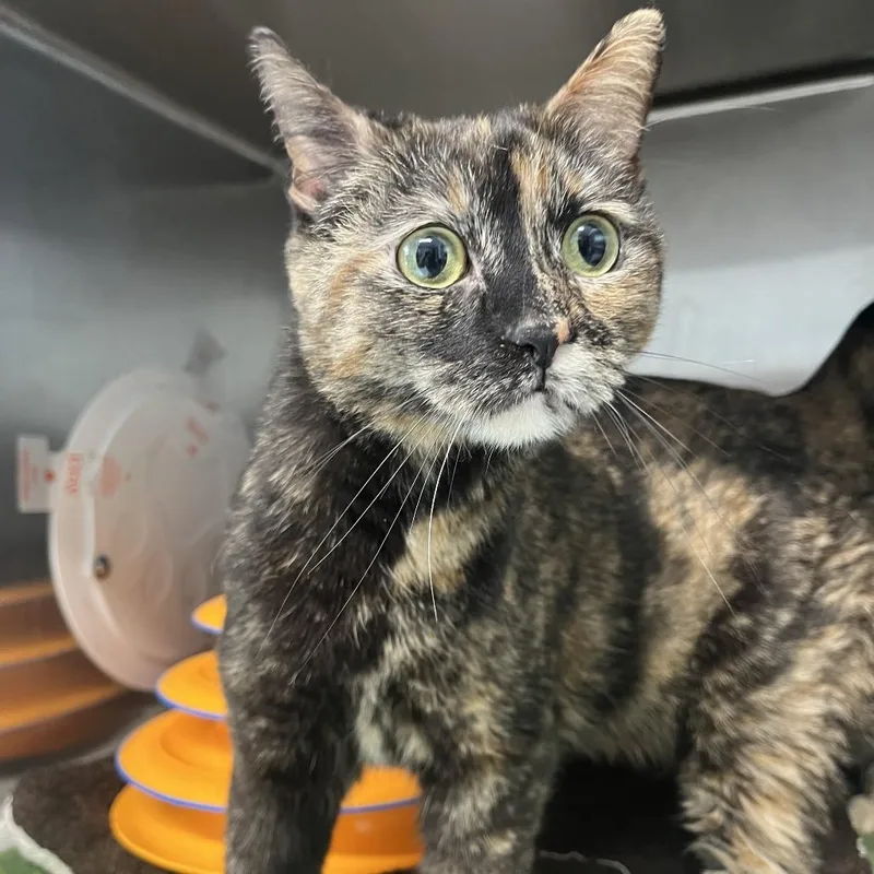 An adult medium-sized female Tortoiseshell Domestic Short Hair cat named Nyla for adoption in Oak Park, IL