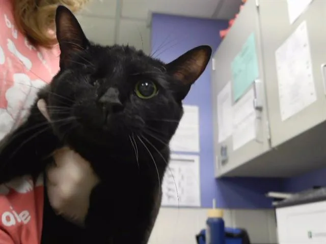 A young small-sized female Domestic Short Hair cat named Hiccup for adoption in Omaha, NE