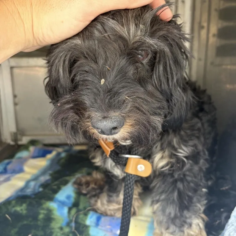 An adult small-sized female Black Cockapoo dog named Livvy for adoption in Sonoma, CA