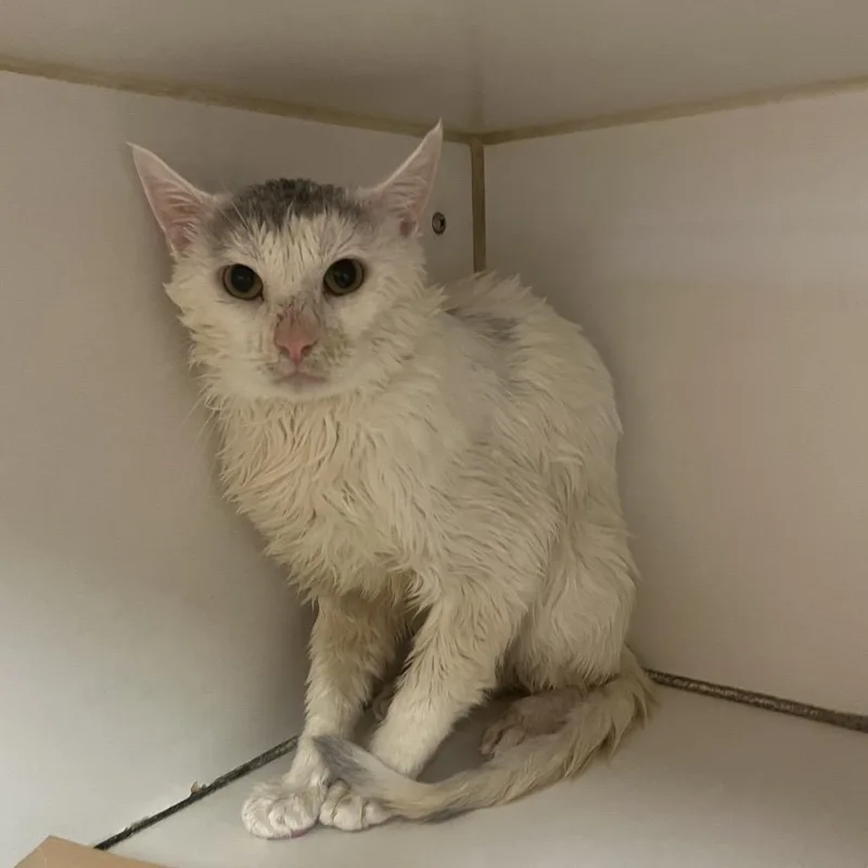 An adult medium-sized male White Domestic Short Hair cat named Caribbean for adoption in Hinsdale, IL