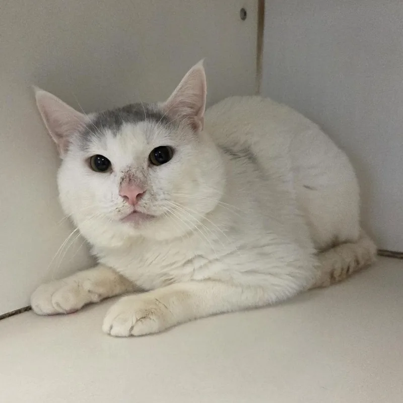 Caribbean thumbnail 2