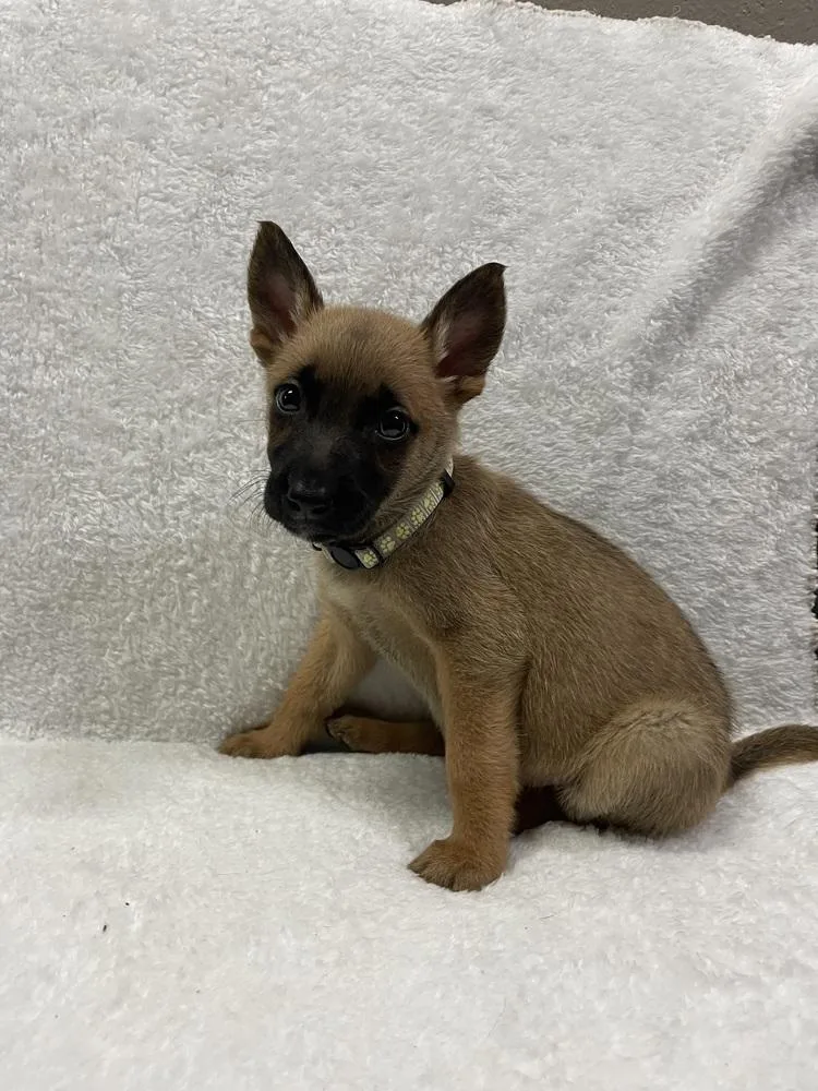 A baby small-sized female Belgian Shepherd / Malinois dog named Hallowed Harvest Baby for adoption in Imlay City, MI