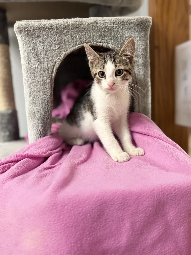 A baby medium-sized male Tabby (Brown / Chocolate) Domestic Short Hair cat named Boomer for adoption in Dodgeville, WI