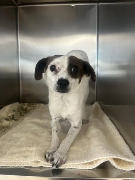 A young small-sized female Chihuahua dog named Polly for adoption in San Pedro, CA