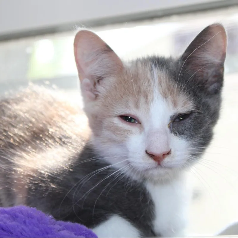 Liebchen thumbnail 2