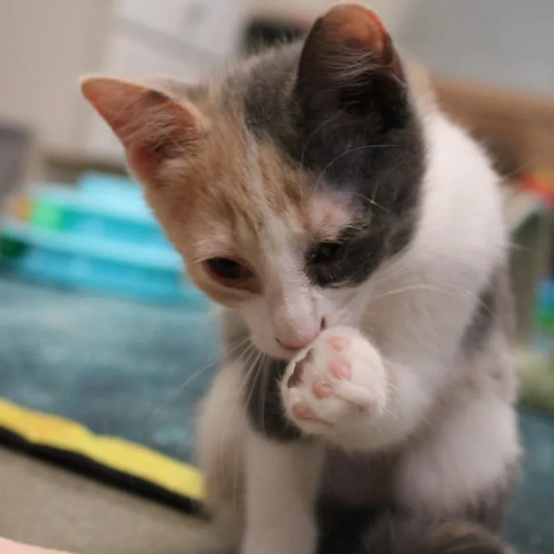 Liebchen thumbnail 4