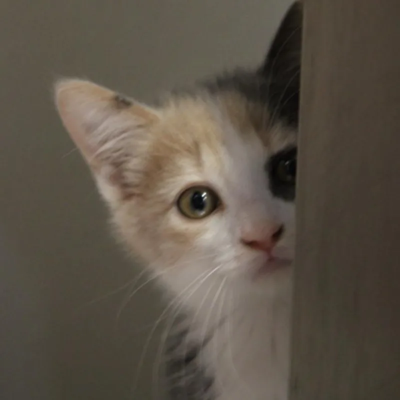 Liebchen thumbnail 6