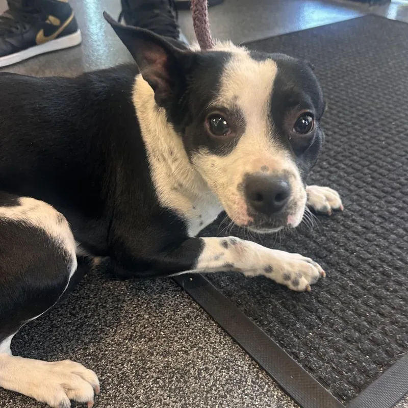 A young small-sized male Mixed Breed dog named Pawblo for adoption in Allentown, PA