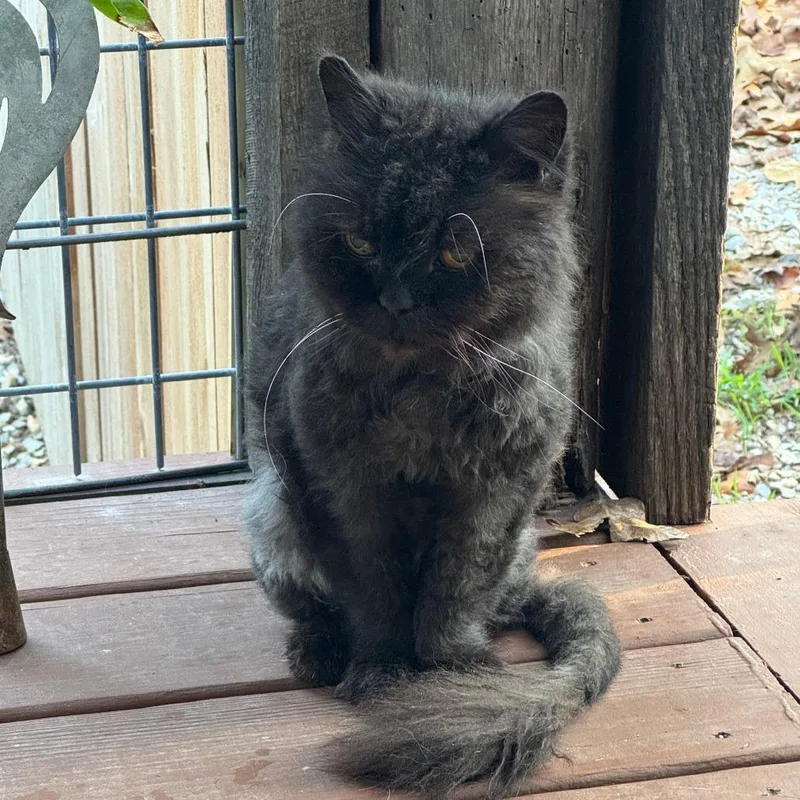 A senior small-sized female Black Persian cat named Tuff Puff for adoption in Houston, TX