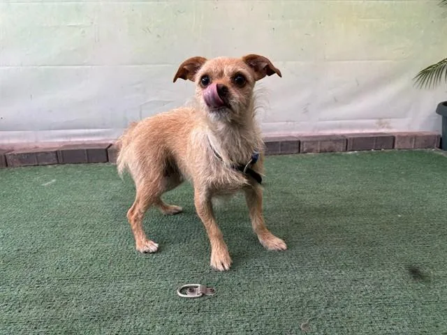 An adult small-sized female Chihuahua dog named Holly for adoption in Baldwin Park, CA