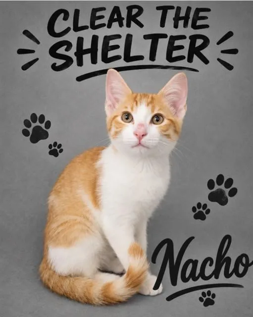 A baby medium-sized male Domestic Short Hair cat named Nacho for adoption in Wylie, TX