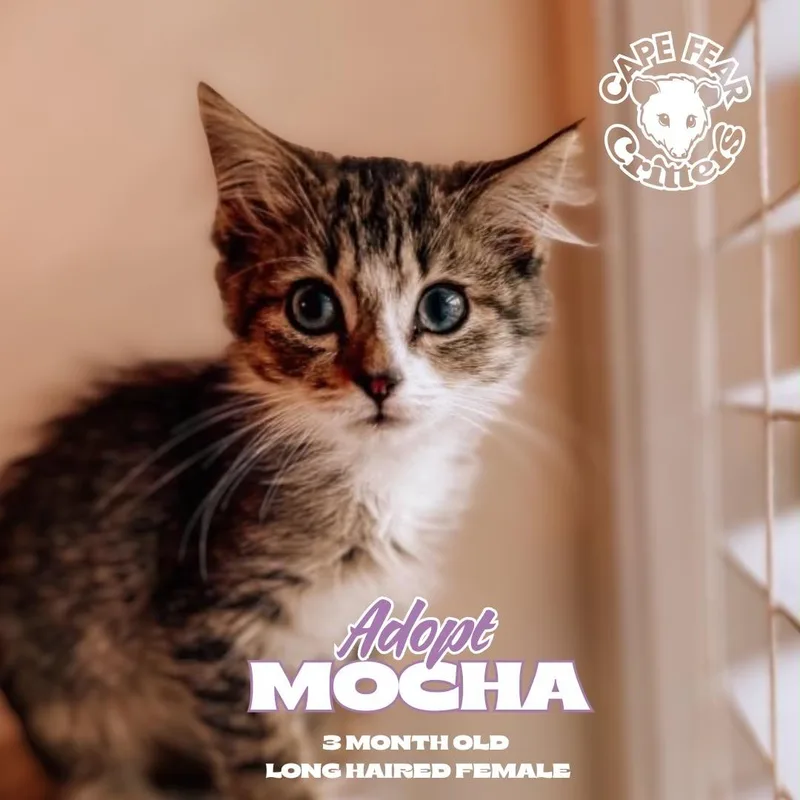 A young small-sized female Domestic Medium Hair cat named Mocha for adoption in Wilmington, NC