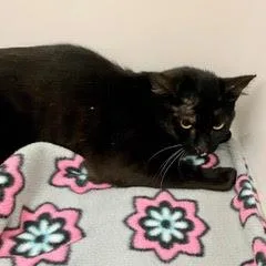 A young medium-sized male Black Domestic Short Hair cat named Nutrasweet for adoption in Green Valley, AZ