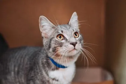 An adult small-sized male Domestic Short Hair cat named A Leroy Petsmart James for adoption in North Charleston, SC