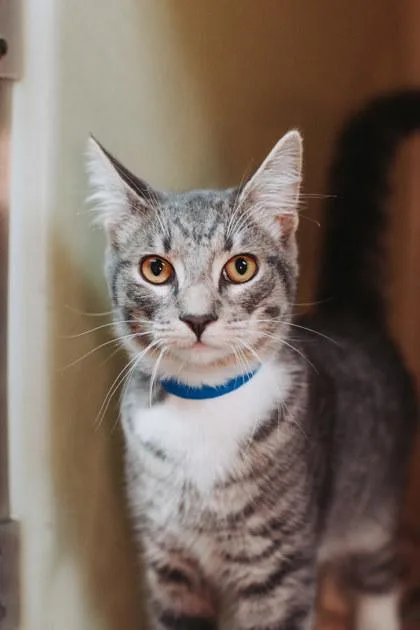 A Leroy Petsmart James thumbnail 2