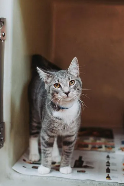 A Leroy Petsmart James thumbnail 3