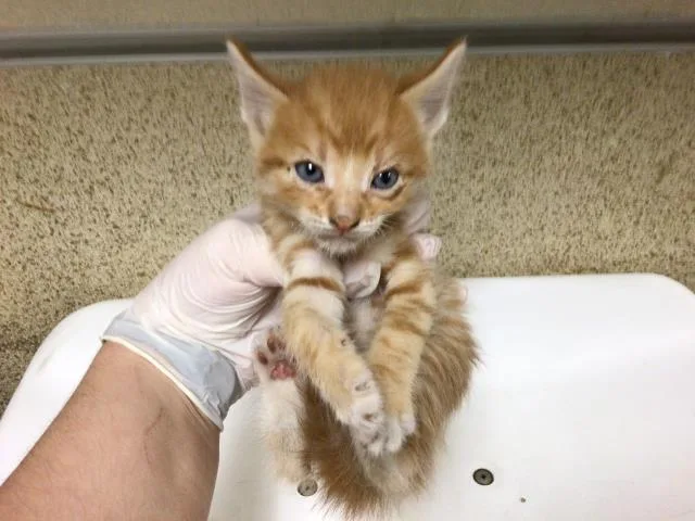 A young small-sized male Domestic Medium Hair cat named Ralphie for adoption in Riverside, CA