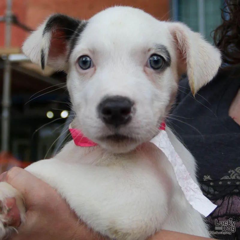 A baby medium-sized male Shepherd dog named Londyn for adoption in Washington, DC