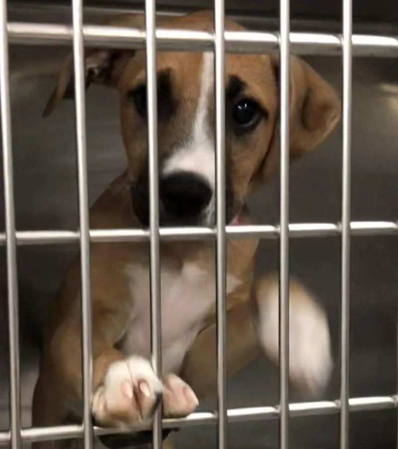 A baby medium-sized female White / Cream Boxer dog named Billy Jean for adoption in Parma, OH