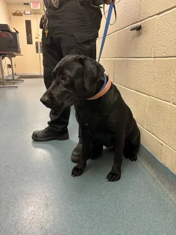 A young large-sized female Mixed Breed dog named Brandy for adoption in West Palm Beach, FL