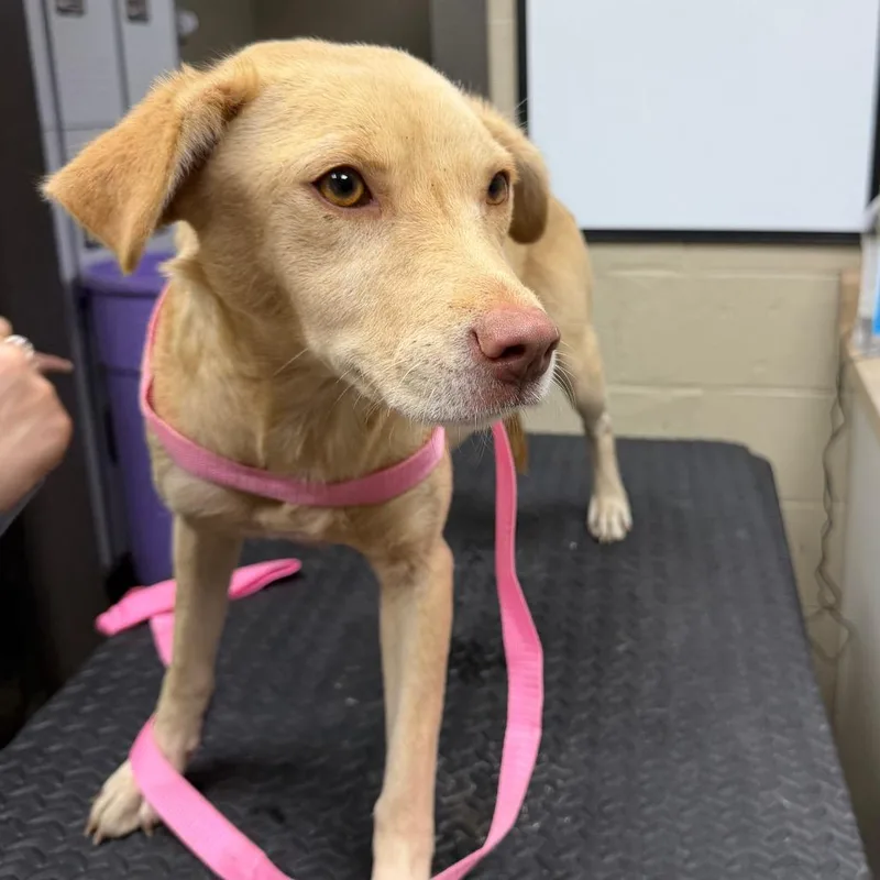 An adult medium-sized female Yellow Labrador Retriever dog named Rose for adoption in Madisonville, KY