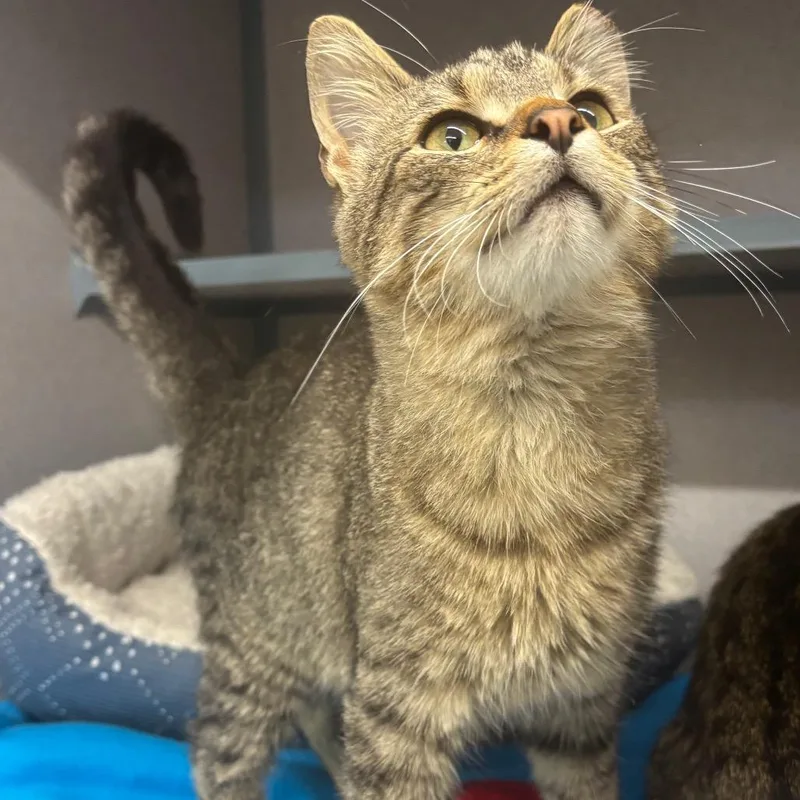 A young medium-sized male Brown / Chocolate Domestic Short Hair cat named Dino for adoption in Marshalltown, IA