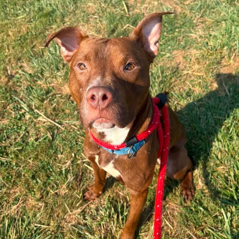 A young medium-sized male Terrier dog named Tex for adoption in North Syracuse, NY