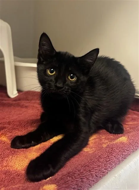 A baby small-sized male Domestic Short Hair cat named Dublin Mudslide for adoption in Statesville, NC