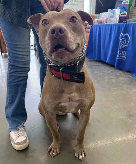 A young medium-sized male Apricot / Beige Pit Bull Terrier dog named Good Boy for adoption in Naperville, IL