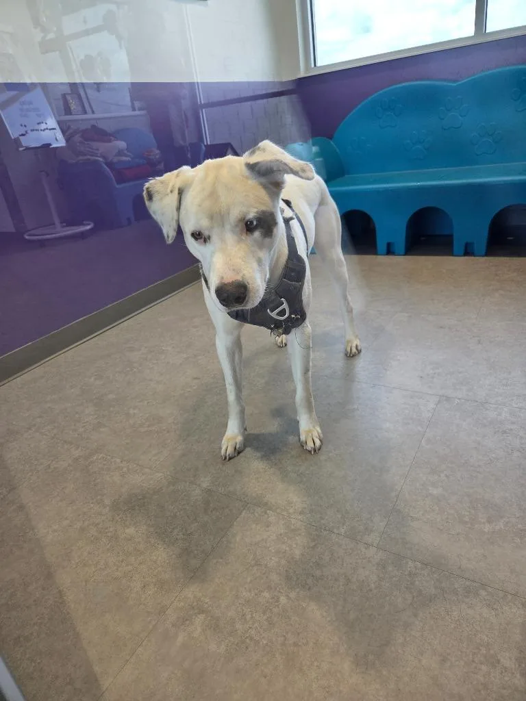 A young large-sized male Mixed Breed dog named Zuko for adoption in Bossier City, LA