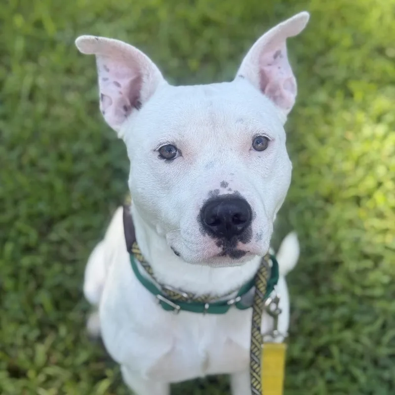 An adult medium-sized male White / Cream Pit Bull Terrier dog named Flint for adoption in Greensboro, NC