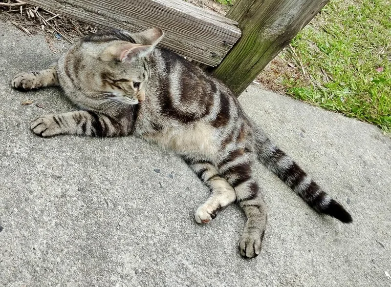 Rascal