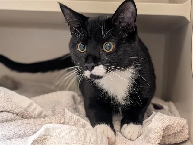 An adult medium-sized male Domestic Short Hair cat named Oreo for adoption in Denver, CO
