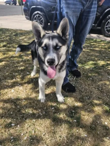 A young medium-sized male Siberian Husky dog named Klondike for adoption in Loveland, CO