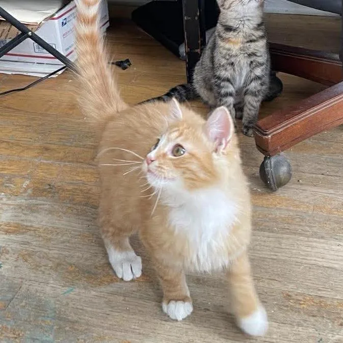 Sumo Citrus thumbnail 2